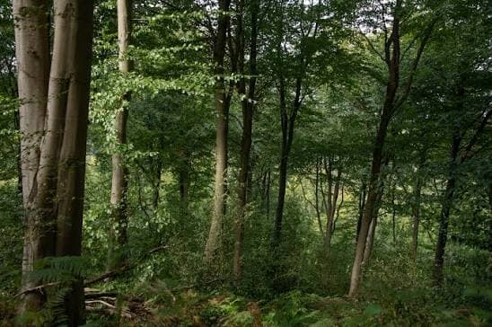 Ghana forest canopy